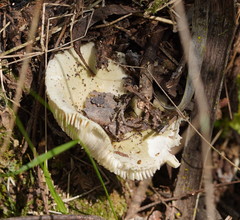Russula iterika