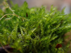 Plagiothecium piliferum