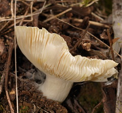 Russula iterika