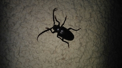 Prionus besikanus