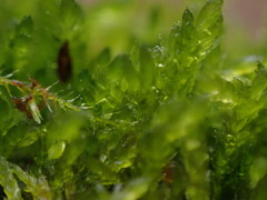 Plagiothecium piliferum