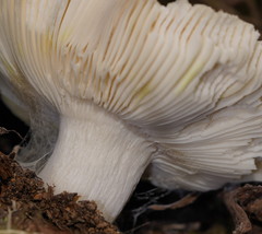 Russula iterika