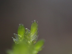 Plagiothecium piliferum