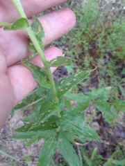 Oenothera heterophylla