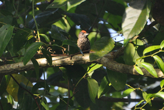 Picumnus minutissimus