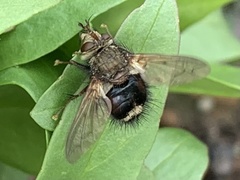 Epalpus