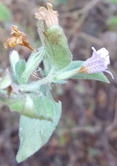 Dyschoriste microphylla