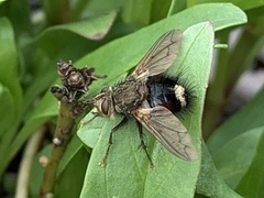 Epalpus