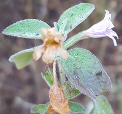 Dyschoriste microphylla