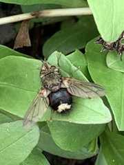 Epalpus