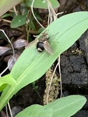 Epalpus