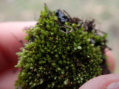 Bryum dichotomum