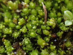 Bryum dichotomum