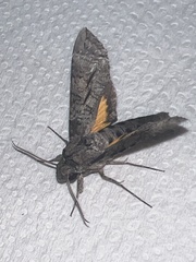 Isognathus allamandae