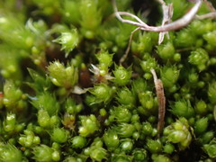 Bryum dichotomum