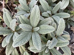 Brachyglottis revoluta