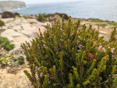 Erica multiflora