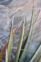 Agave × ajoensis