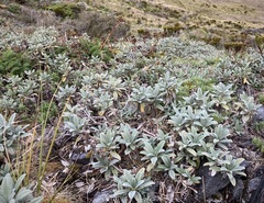 Brachyglottis revoluta