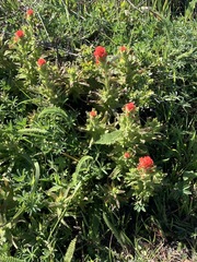 Castilleja mendocinensis