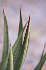 Agave × ajoensis