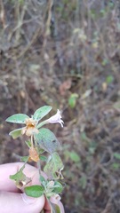 Dyschoriste microphylla