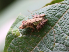 Scinax pedromedinae