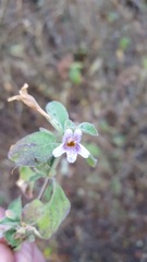 Dyschoriste microphylla