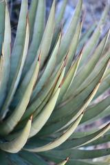 Agave × ajoensis