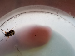Metallactus rileyi