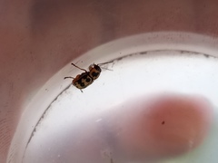 Metallactus rileyi