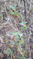Dyschoriste microphylla