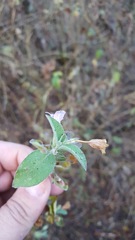 Dyschoriste microphylla