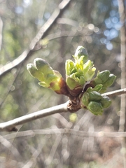 Corylopsis