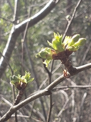 Corylopsis
