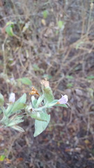 Dyschoriste microphylla