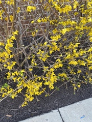 Forsythia viridissima