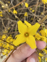 Forsythia viridissima