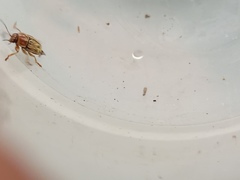 Pachybrachis glyphicus