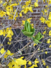 Forsythia viridissima