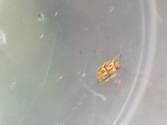 Pachybrachis glyphicus