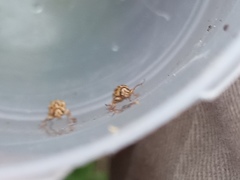 Pachybrachis glyphicus