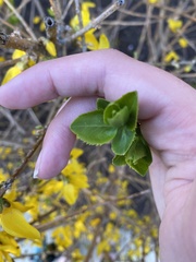 Forsythia viridissima