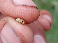 Pachybrachis glyphicus