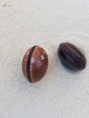 Macropsychanthus comosus