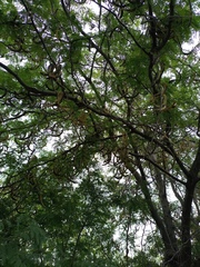 Gleditsia triacanthos