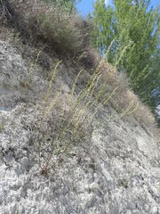 Reseda stricta