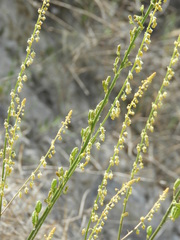 Reseda stricta