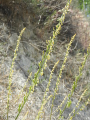 Reseda stricta
