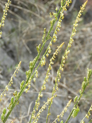 Reseda stricta
